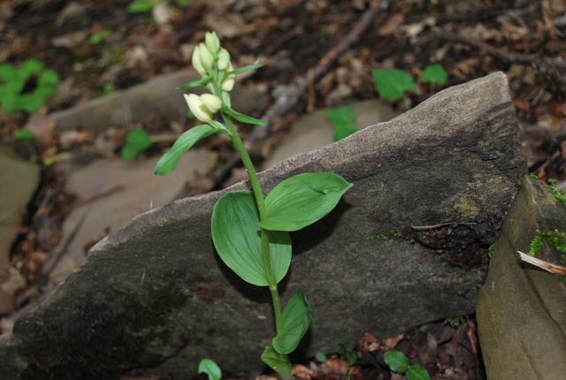 Cephalanthera damasonium